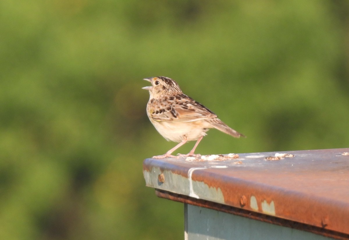 Grasshopper Sparrow - ML638312548
