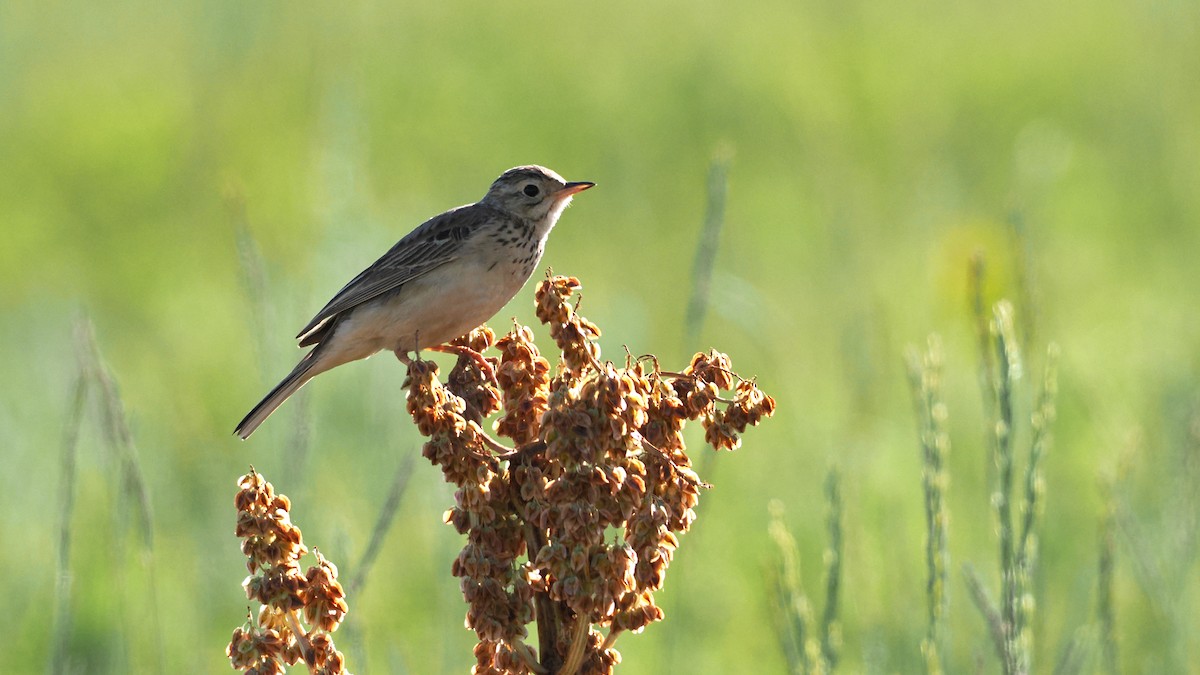 Richard's Pipit - ML638312552