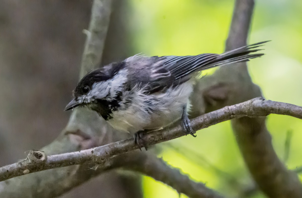 Black-capped Chickadee - ML638312556
