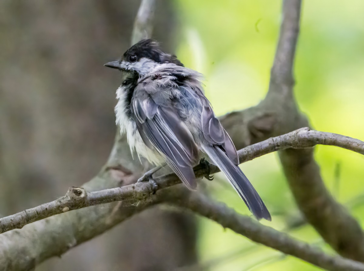 Black-capped Chickadee - ML638312557