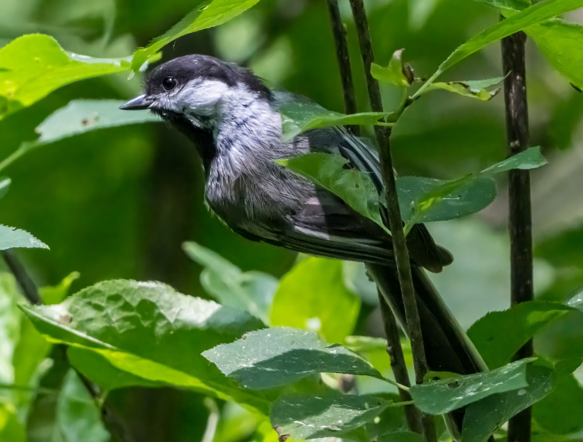 Black-capped Chickadee - ML638312559