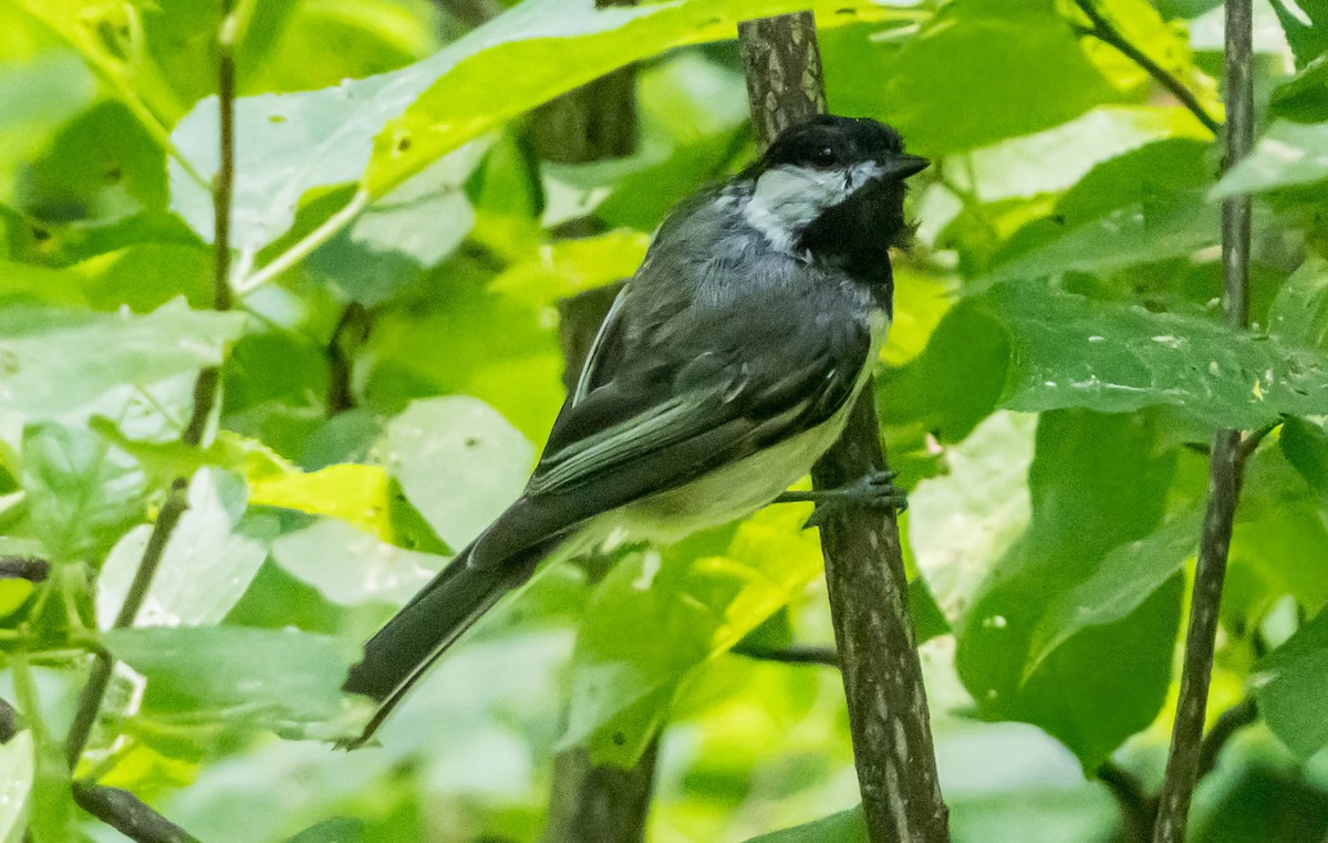 Black-capped Chickadee - ML638312560