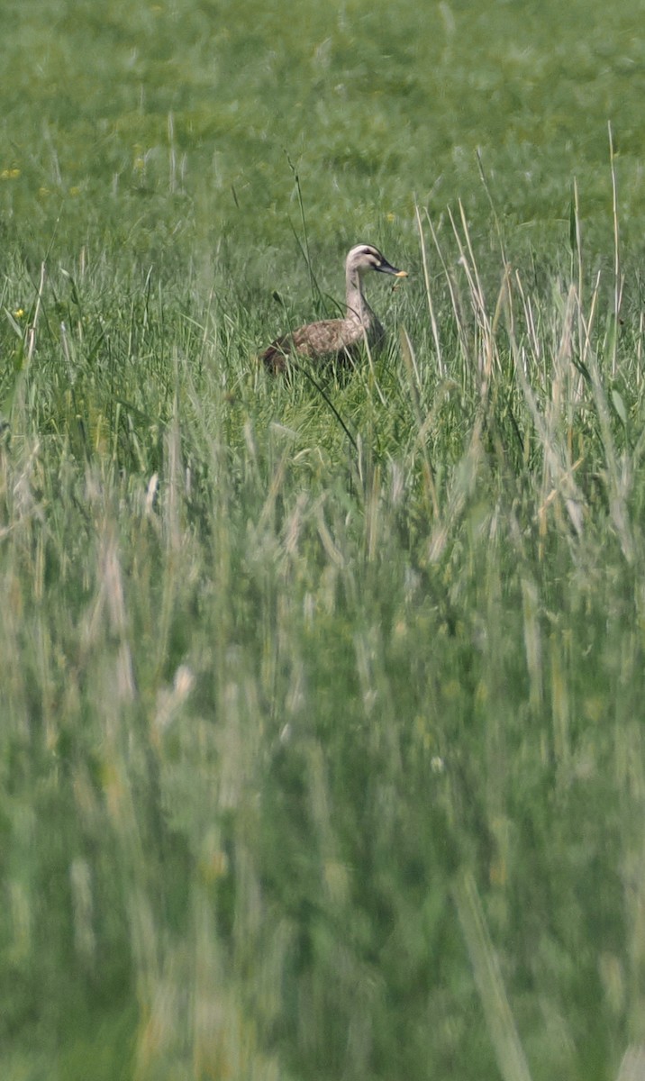 Eastern Spot-billed Duck - ML638312568