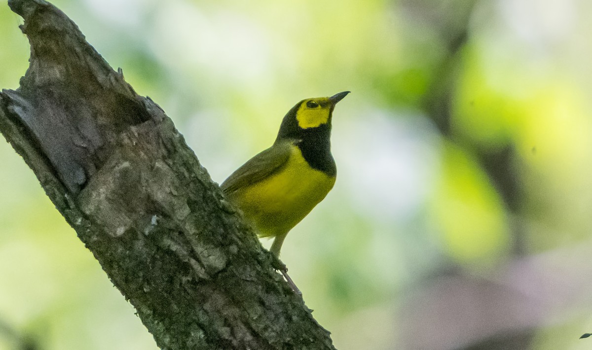 Hooded Warbler - ML638312577