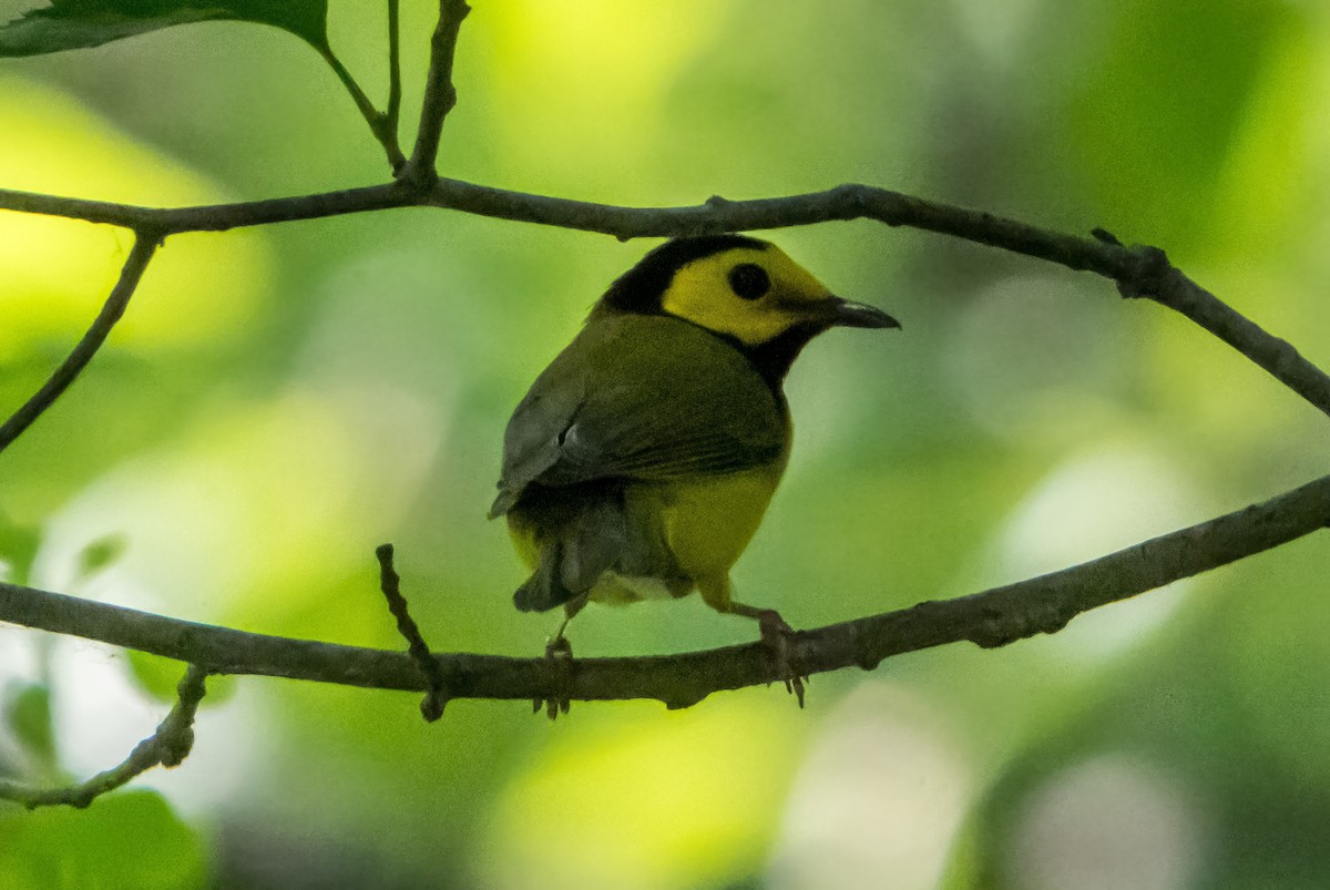 Hooded Warbler - ML638312578