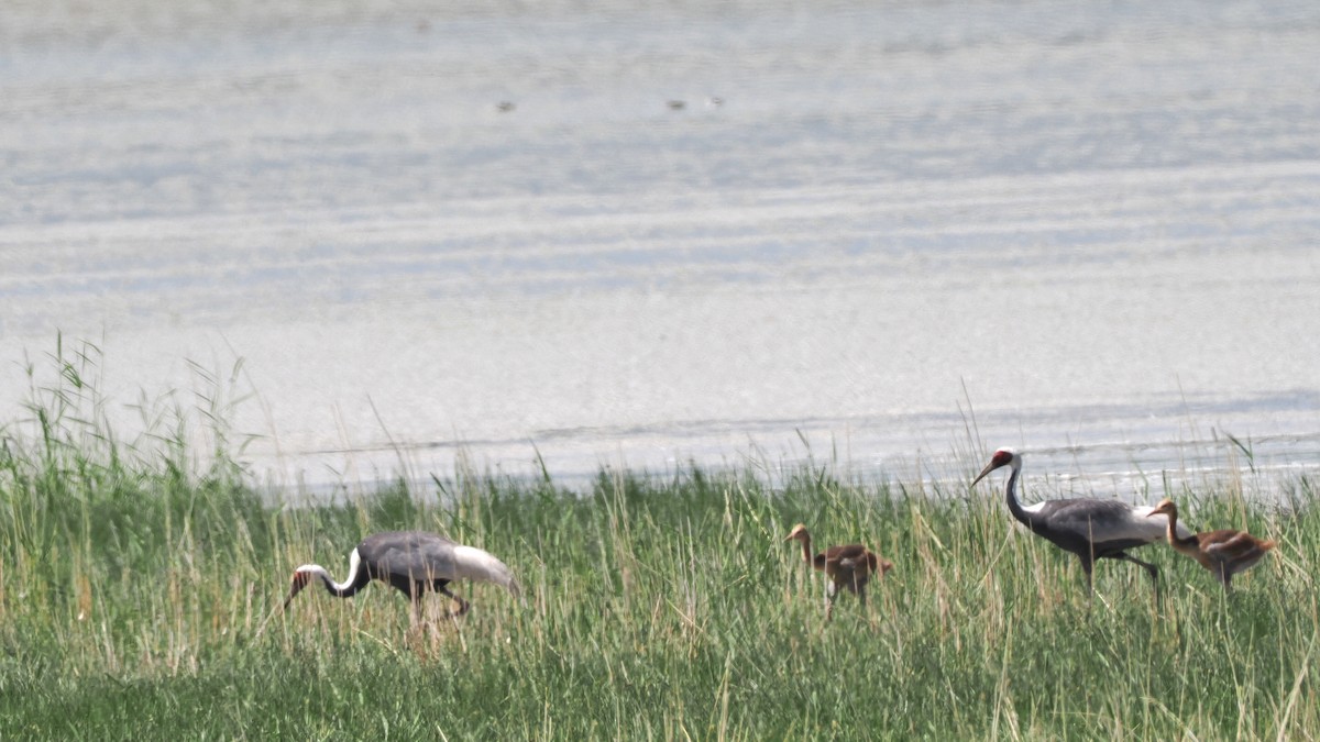 White-naped Crane - ML638312580
