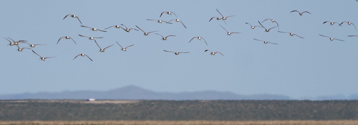 Eurasian Curlew - ML638312587