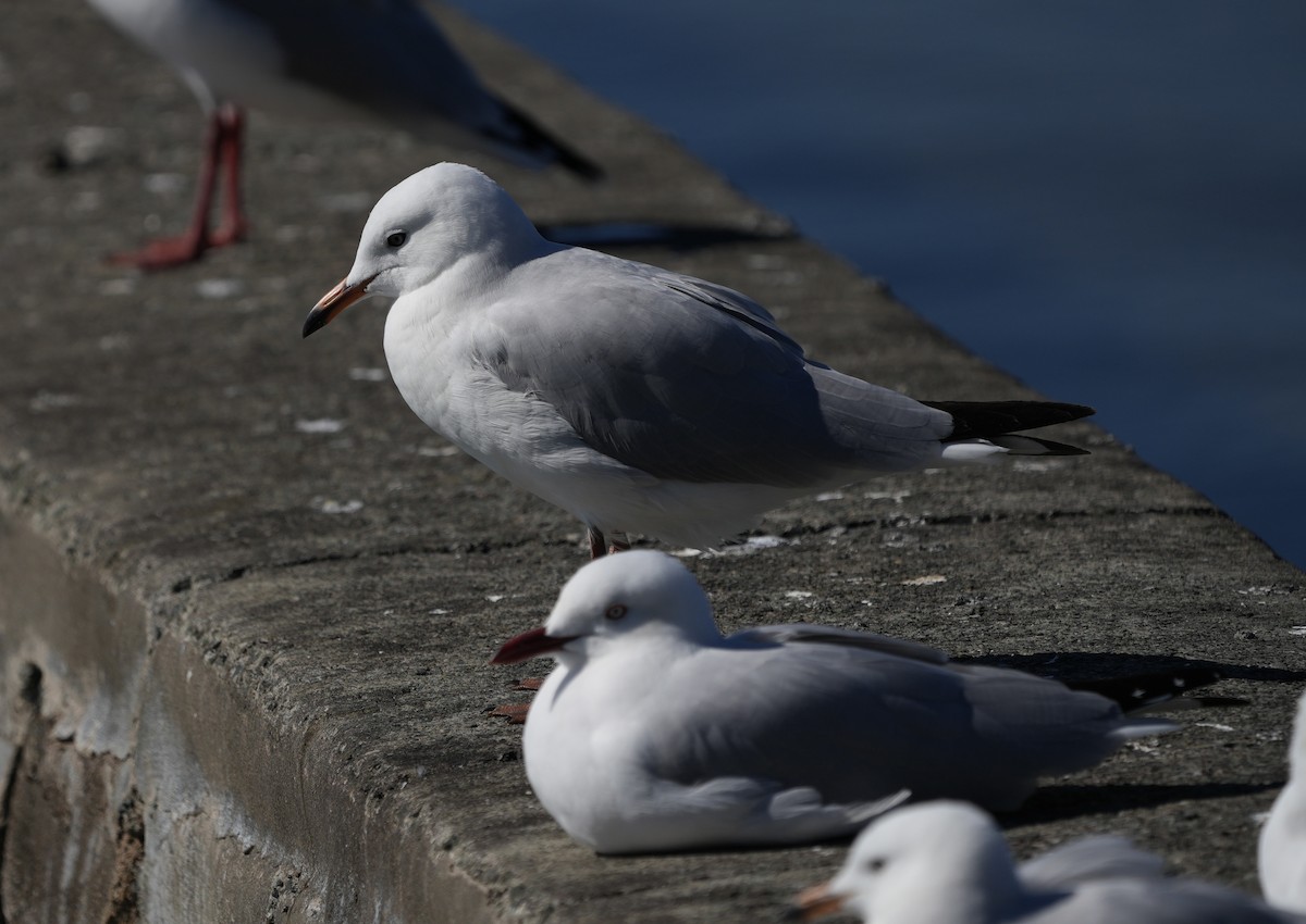 Silver Gull - ML638312597
