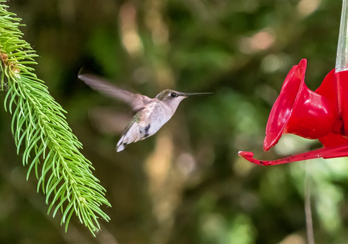 Ruby-throated Hummingbird - ML638312602