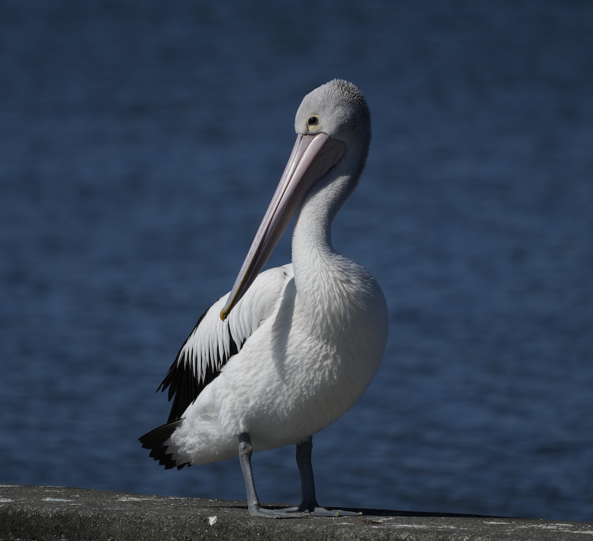 Australian Pelican - ML638312608