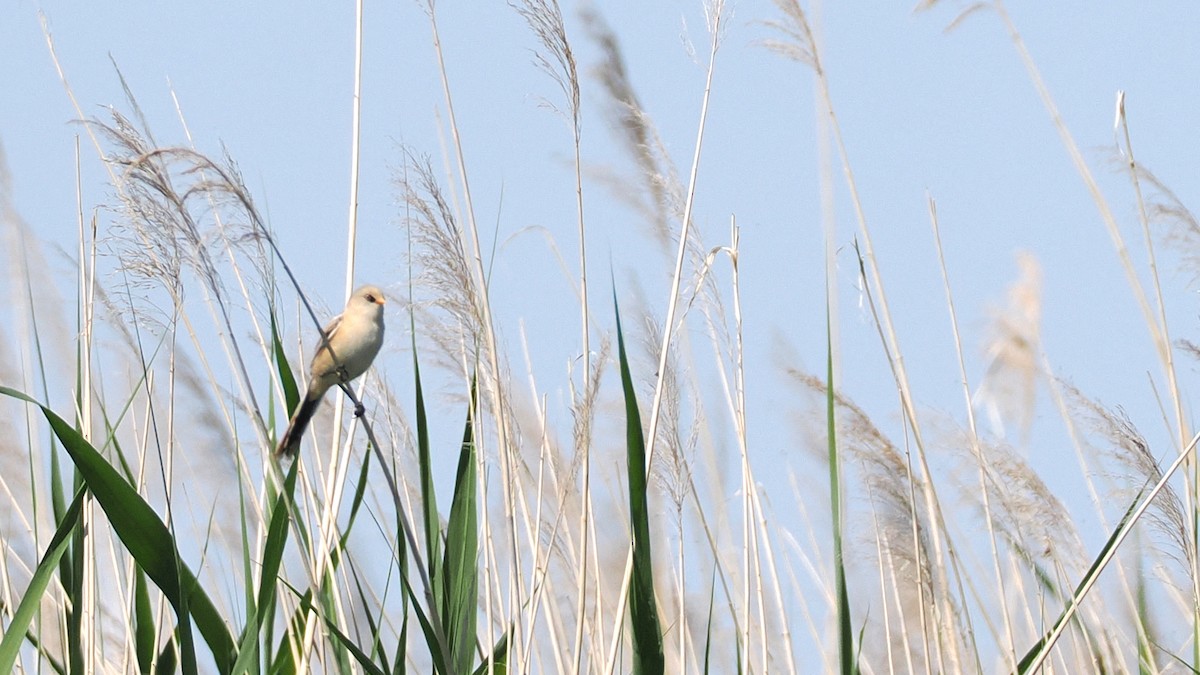 Bearded Reedling - ML638312610