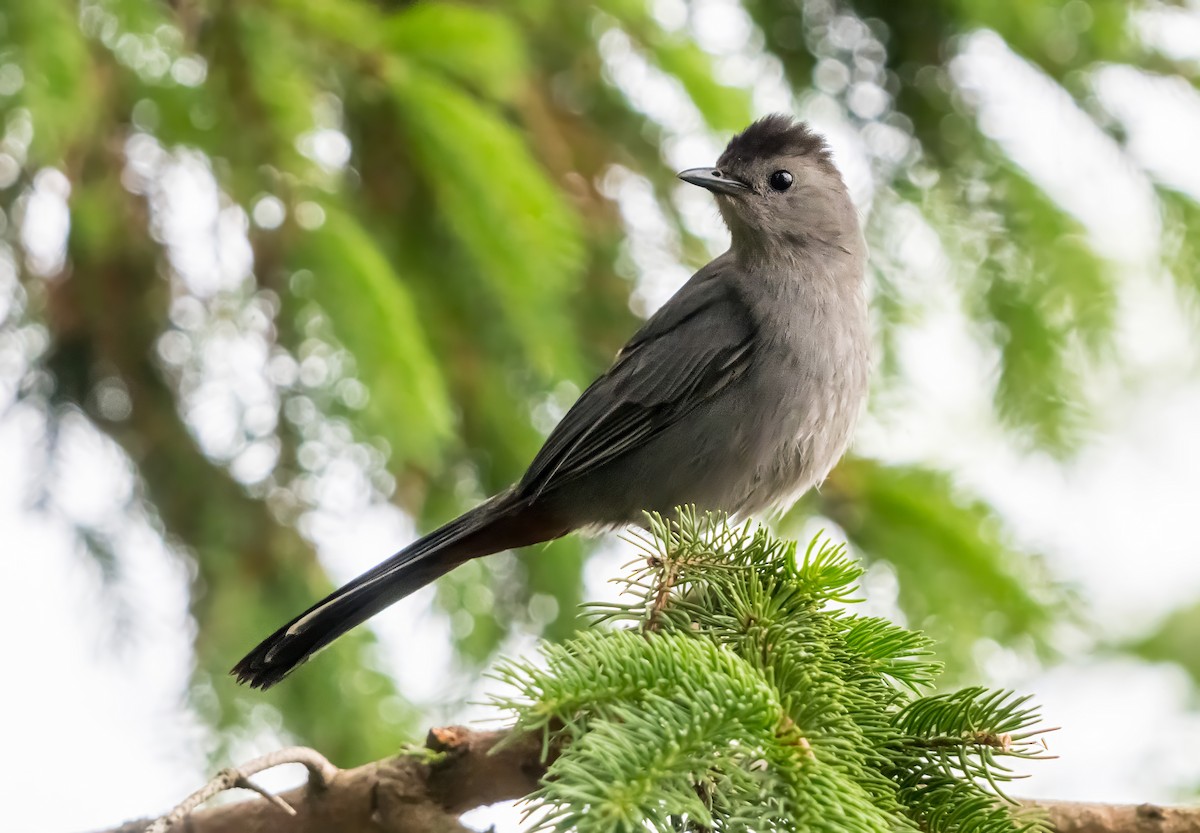 Gray Catbird - ML638312611