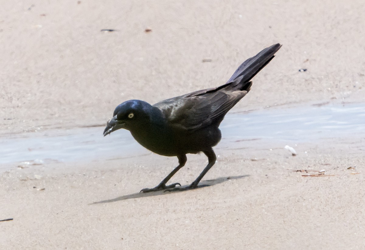Common Grackle - ML638312617