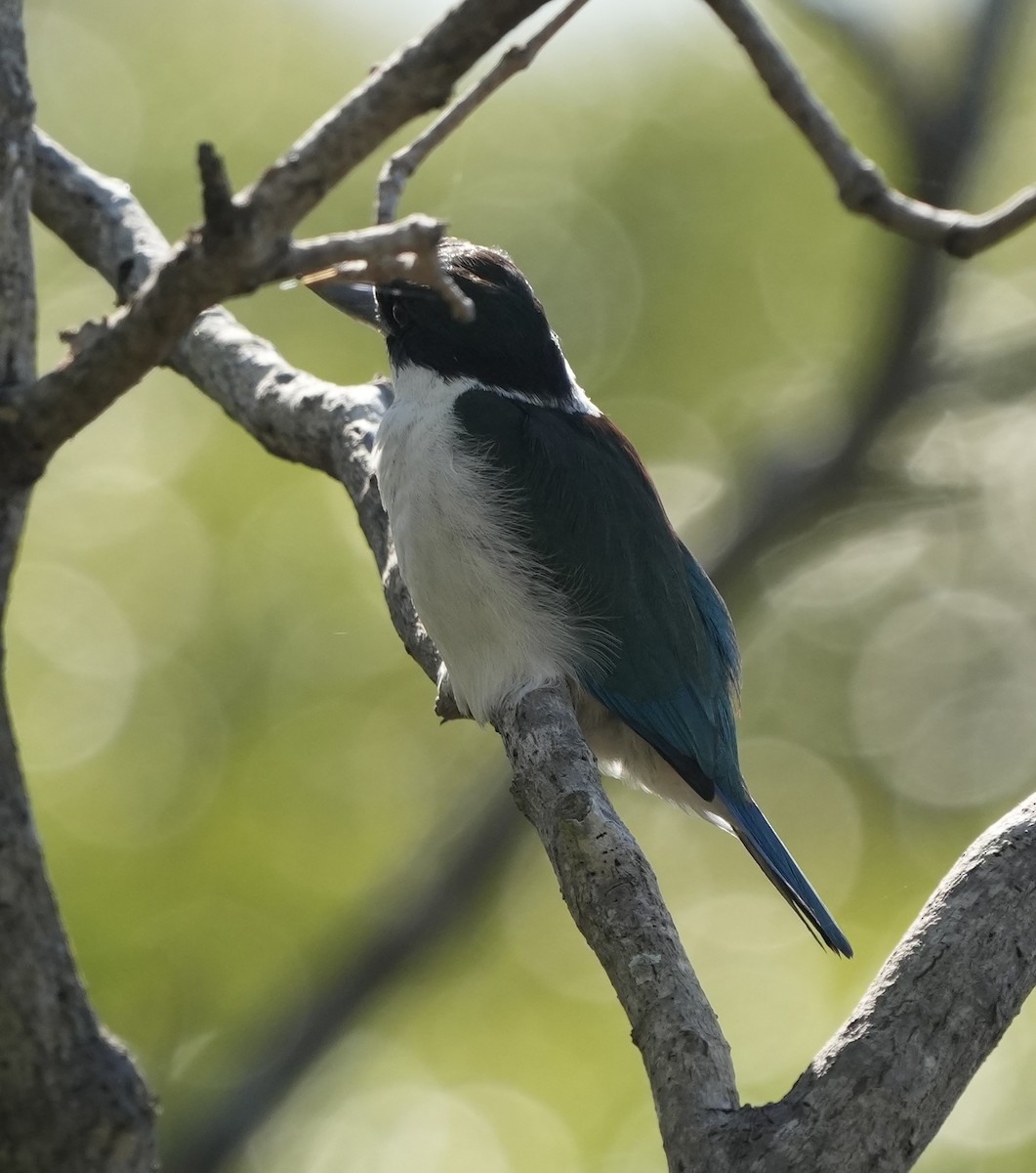 Torresian Kingfisher - ML638312618