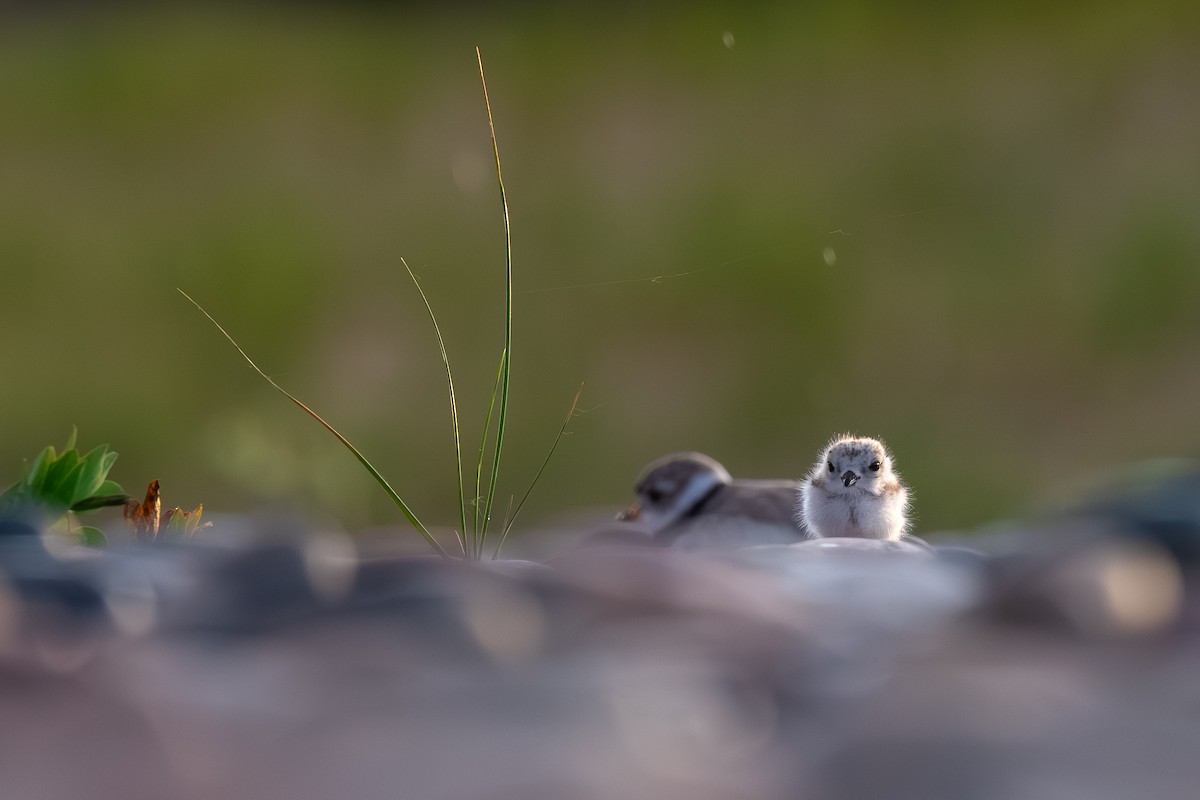 Piping Plover - ML638312622