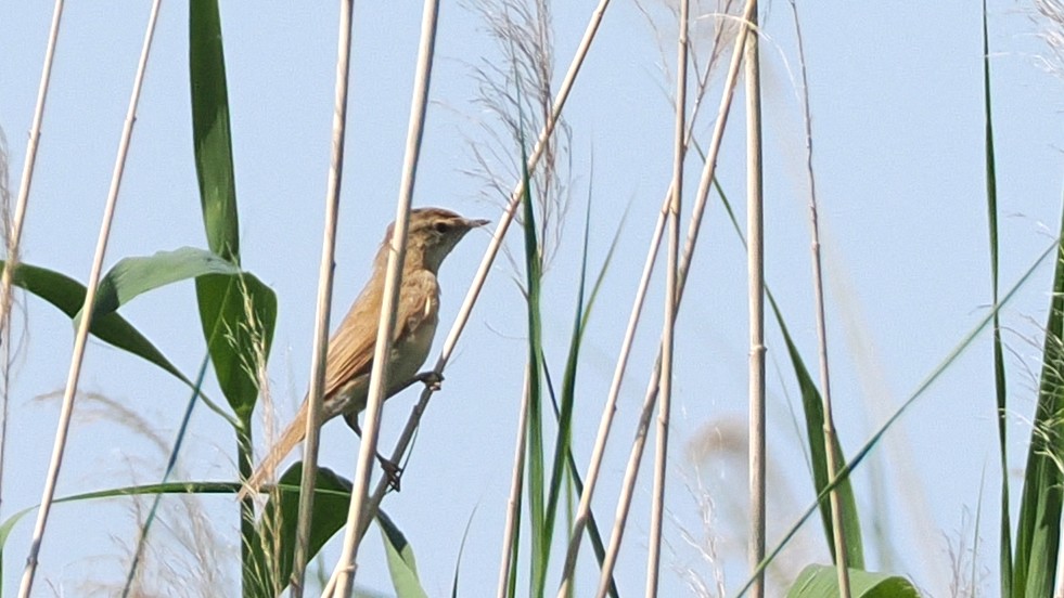 Paddyfield Warbler - ML638312623
