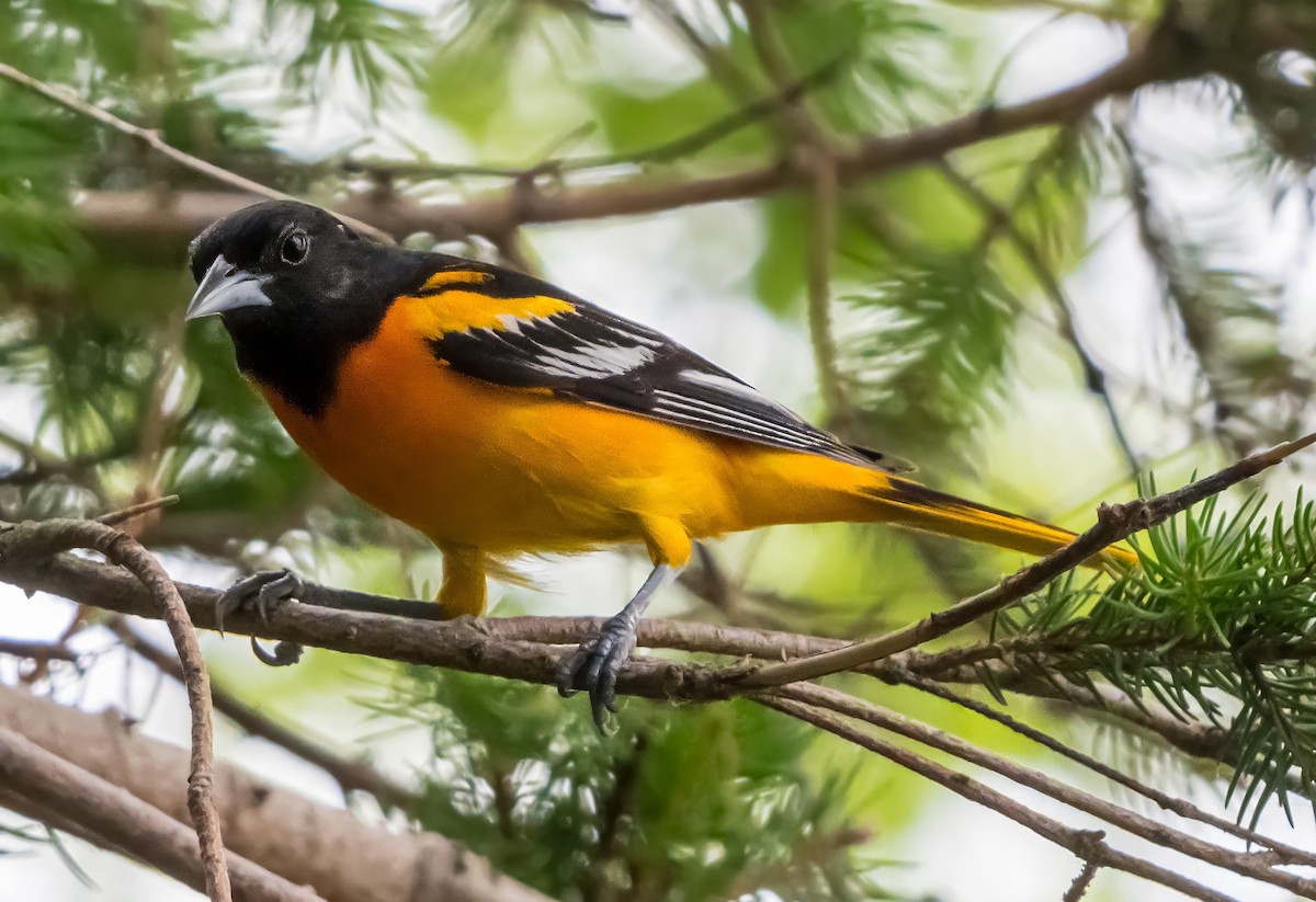 Baltimore Oriole - ML638312625