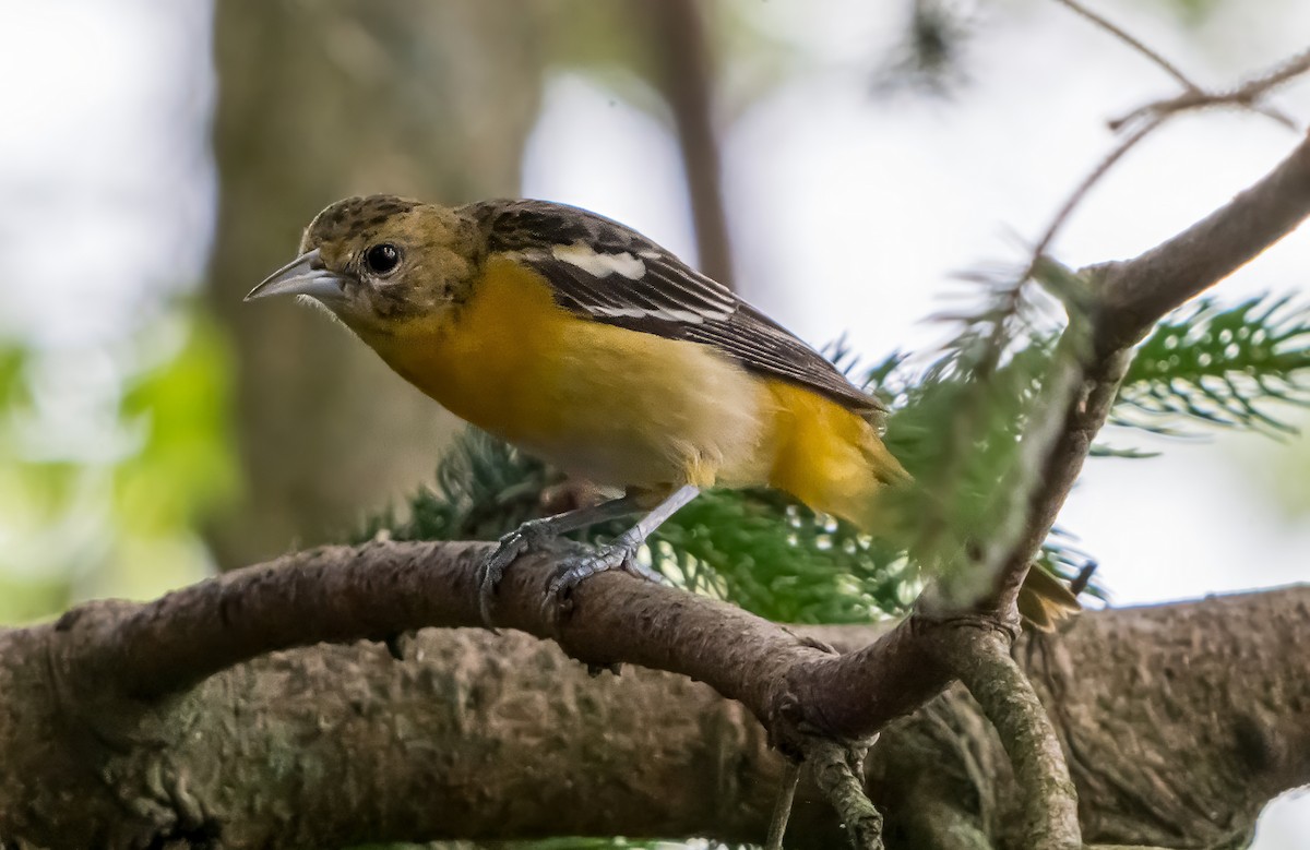 Baltimore Oriole - ML638312626