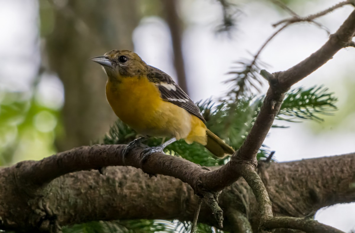 Baltimore Oriole - ML638312627