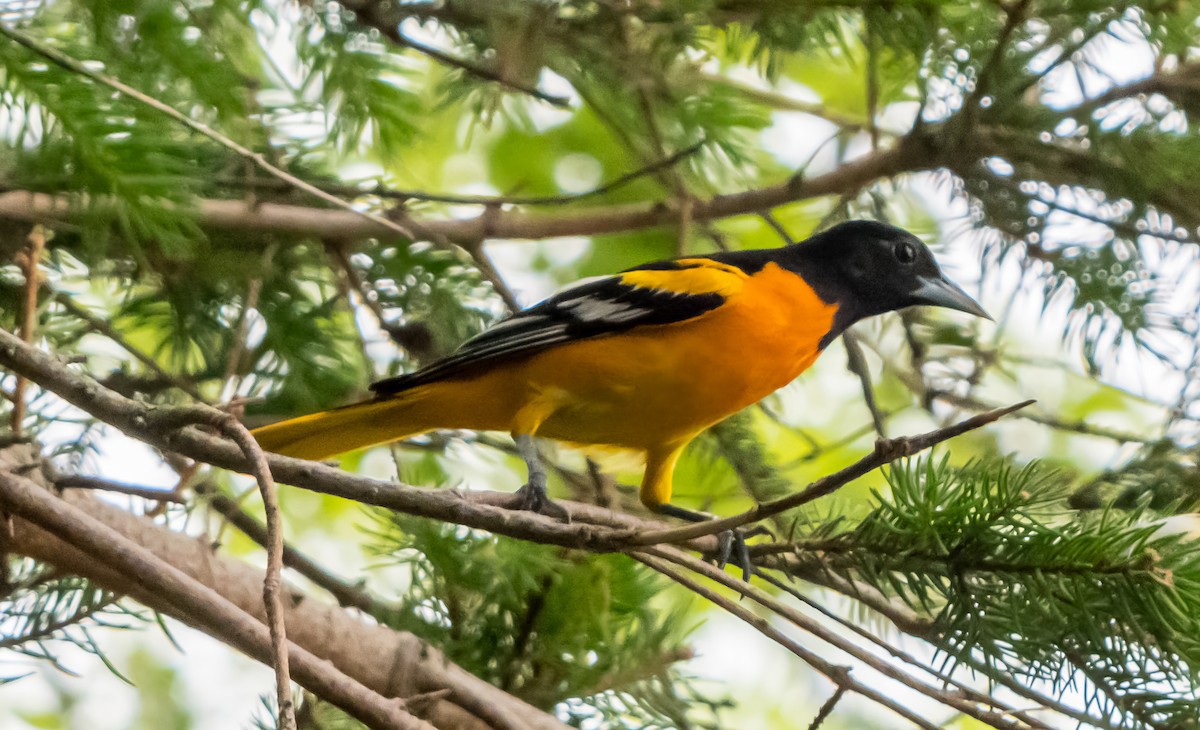 Baltimore Oriole - ML638312628