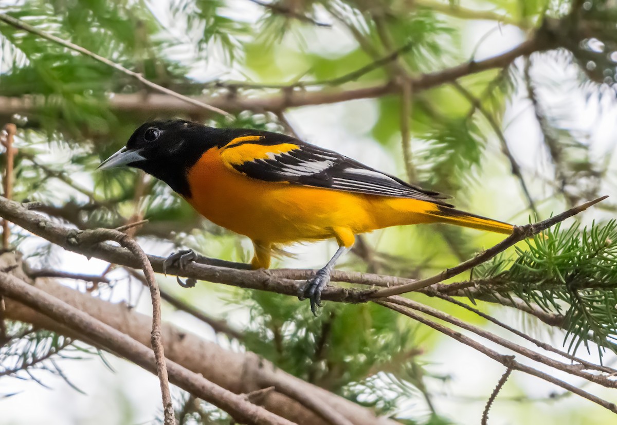 Baltimore Oriole - ML638312629