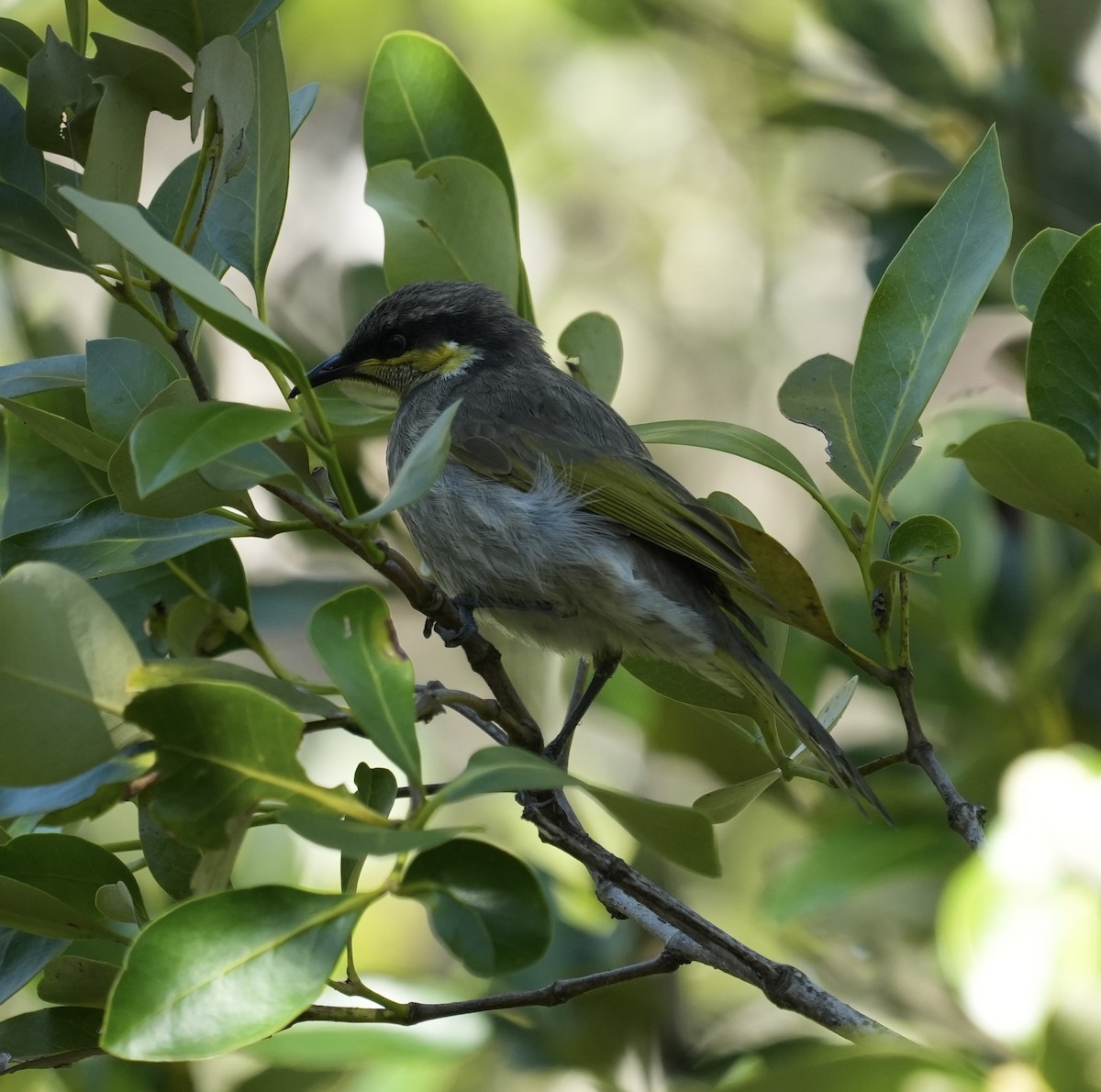 Mangrove Honeyeater - ML638312630