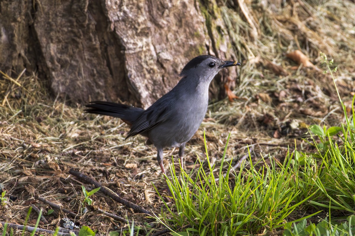 Gray Catbird - ML638312631