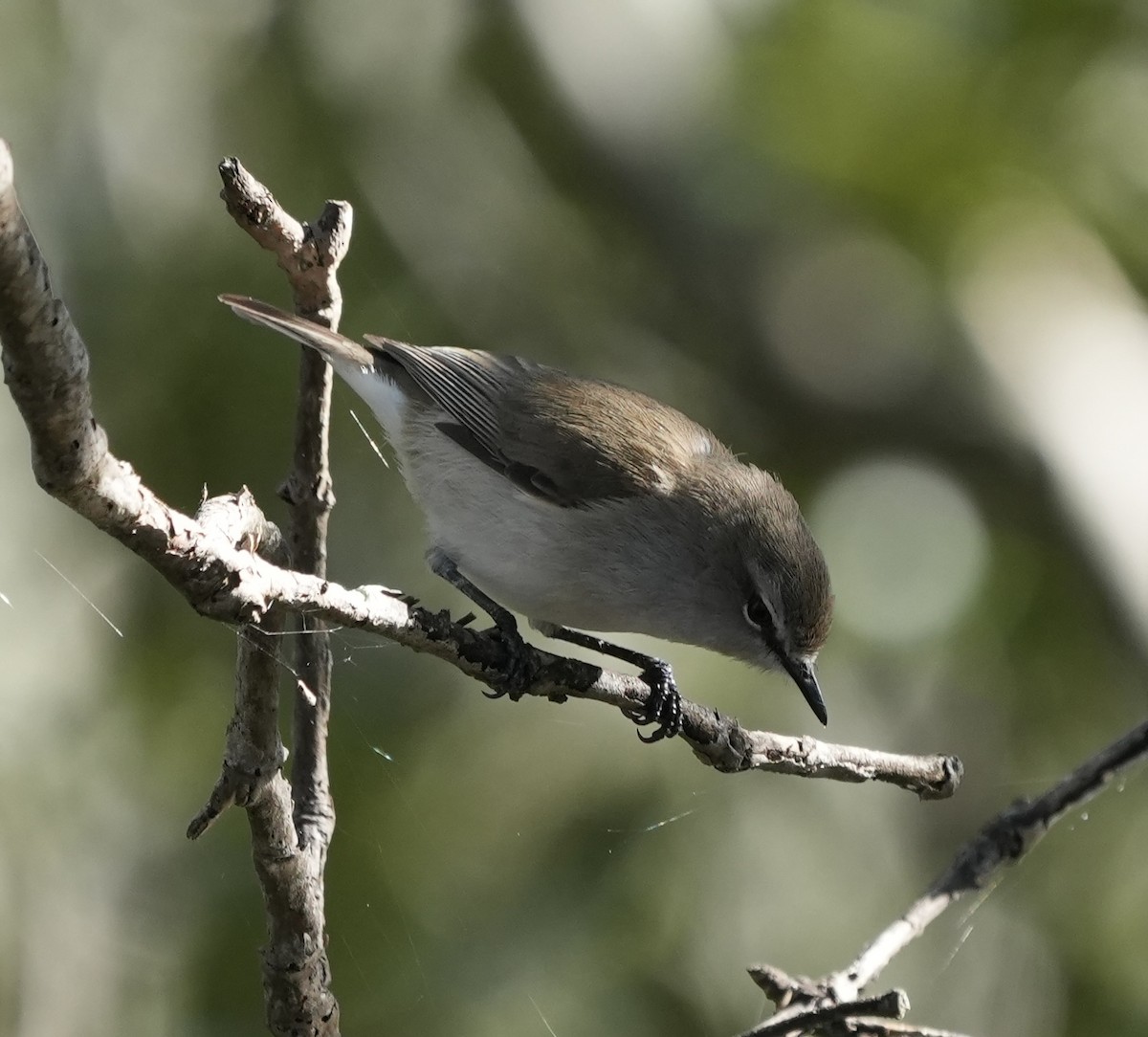 Mangrove Gerygone - ML638312633