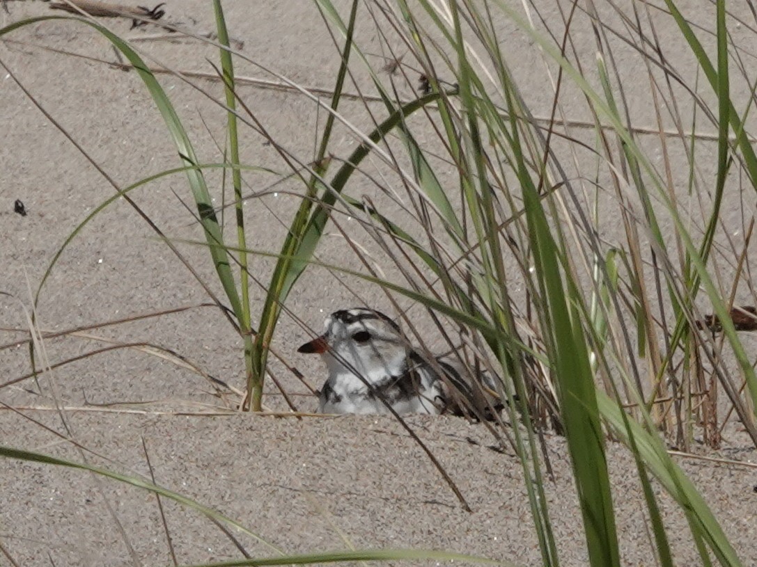 Piping Plover - ML638312634