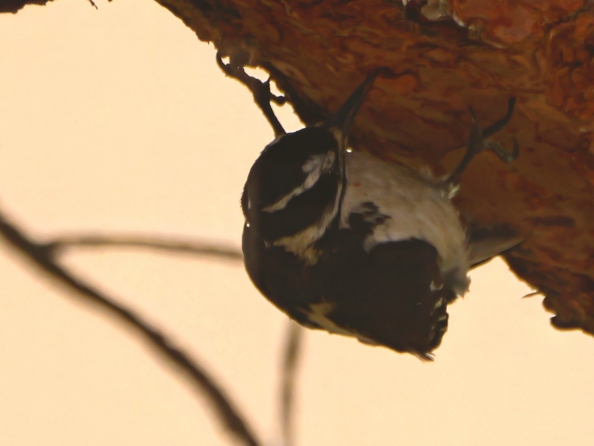 Hairy Woodpecker (Rocky Mts.) - ML638312635