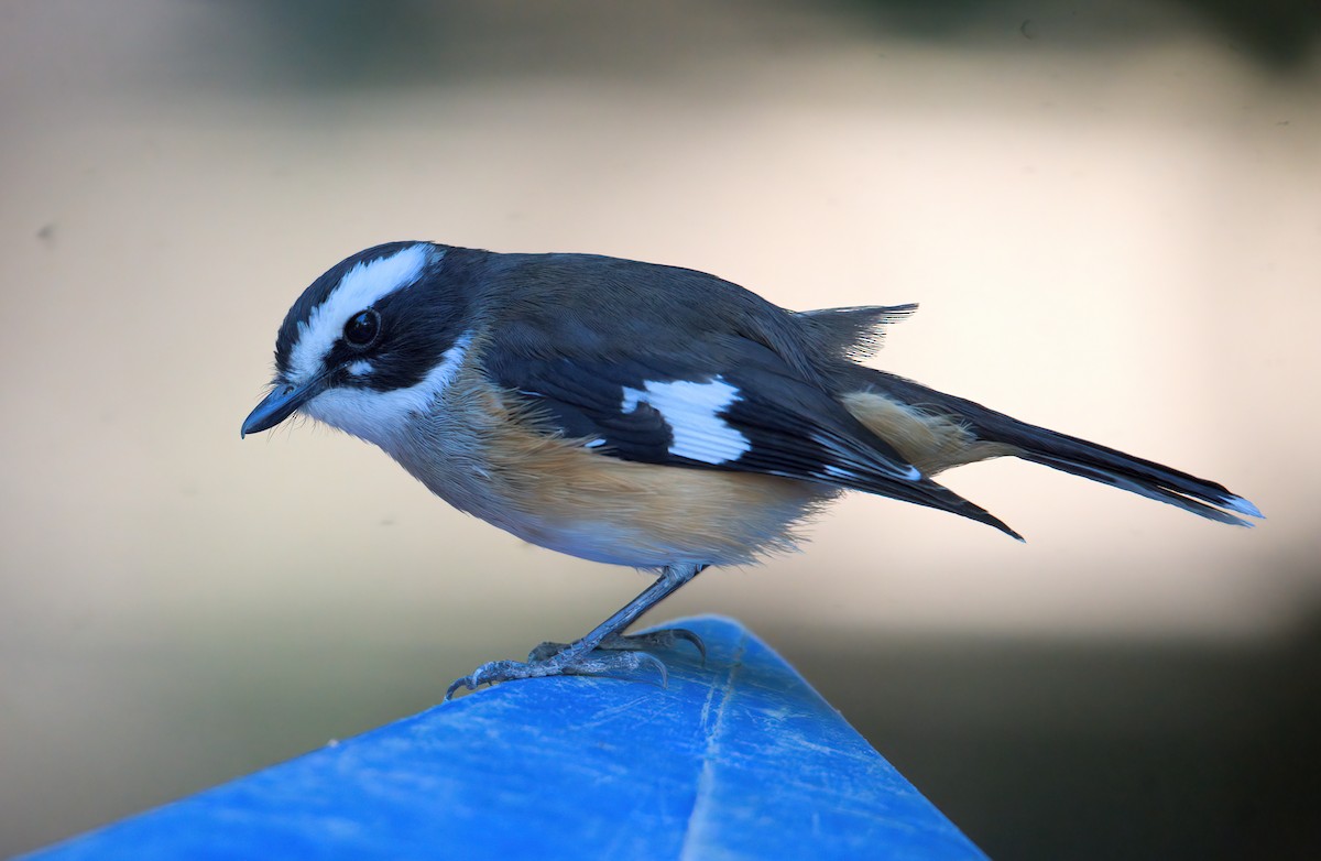 Buff-sided Robin - ML638312636