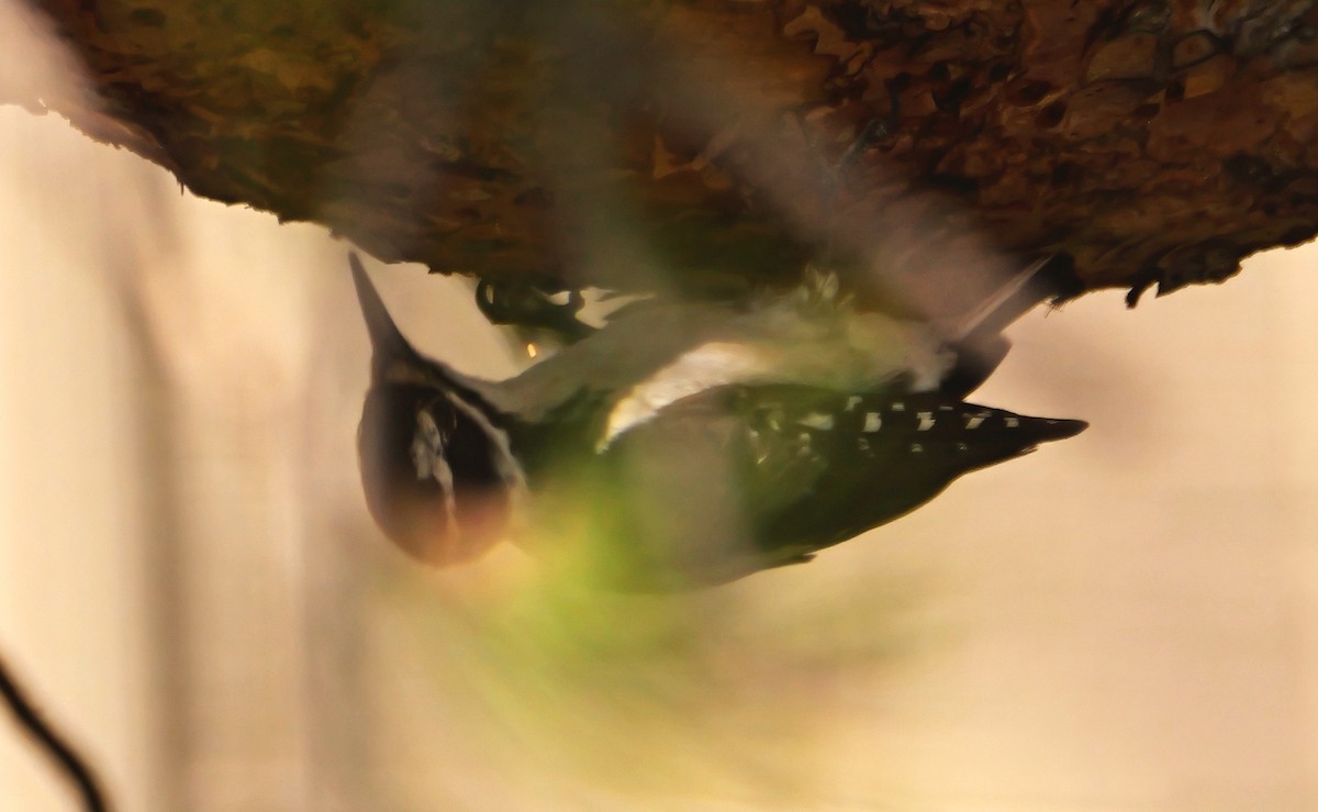 Hairy Woodpecker (Rocky Mts.) - ML638312637