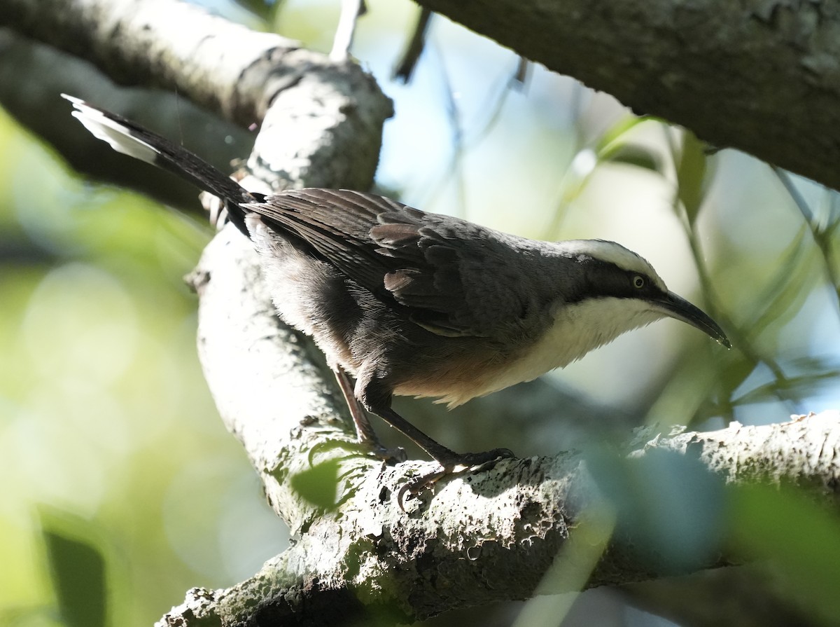 Gray-crowned Babbler - ML638312638