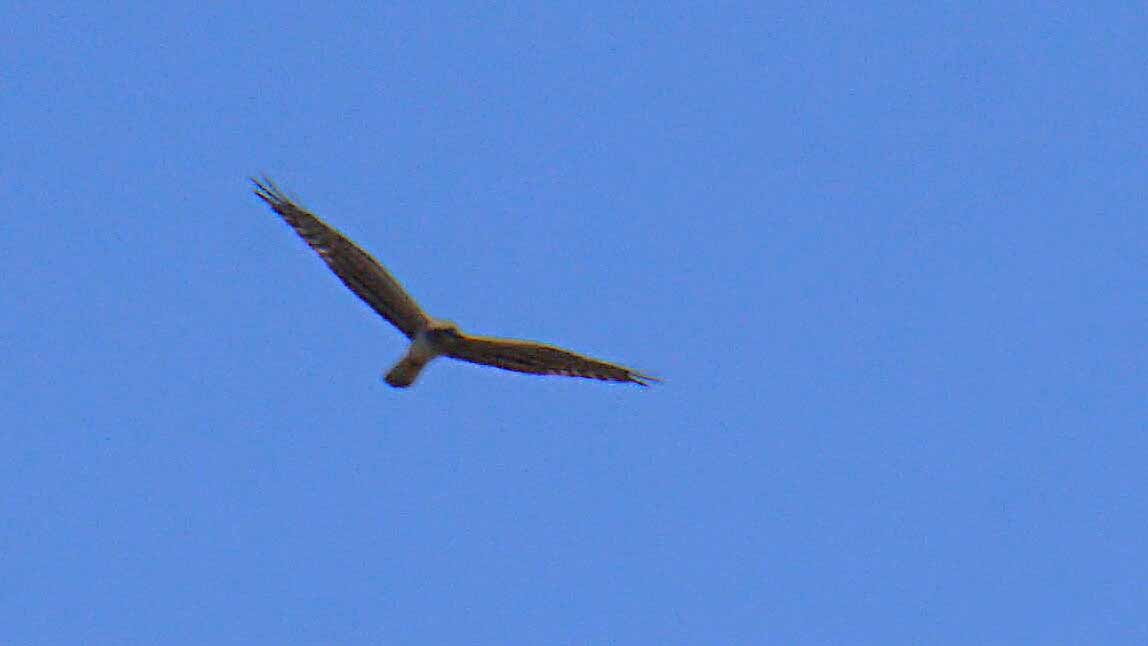 Montagu's Harrier - ML638312640