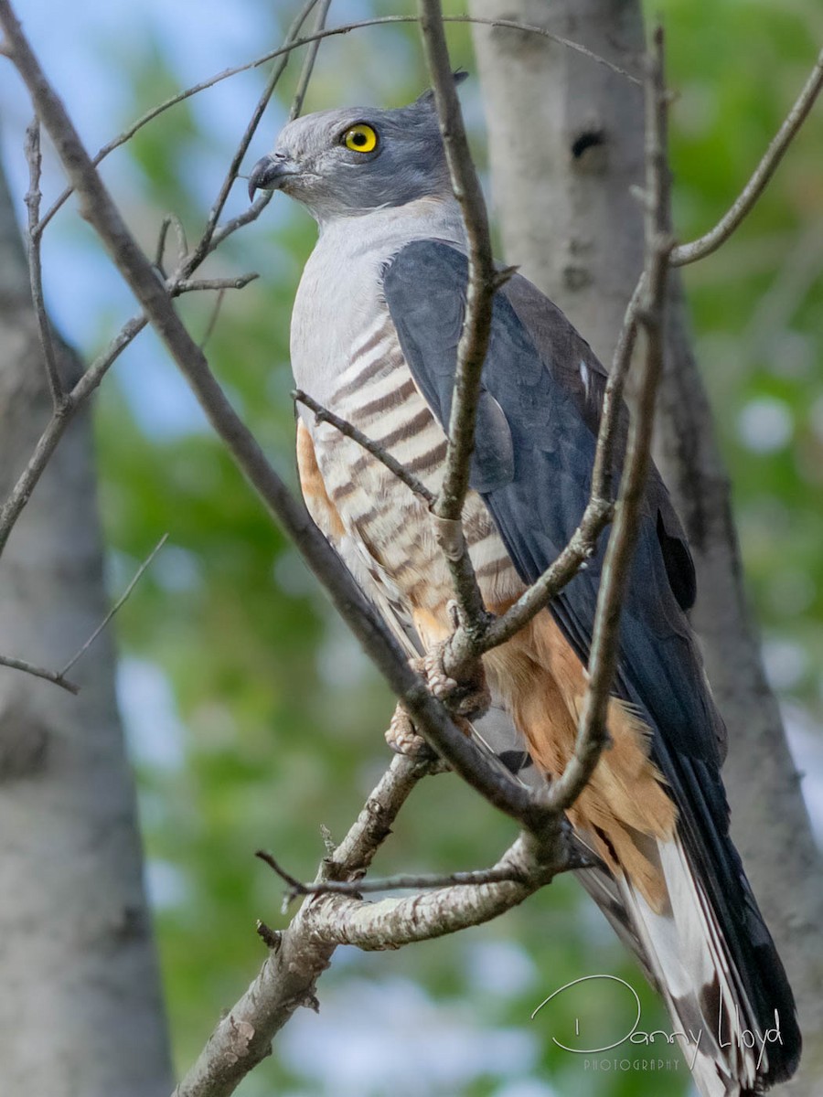 Pacific Baza - ML638312642