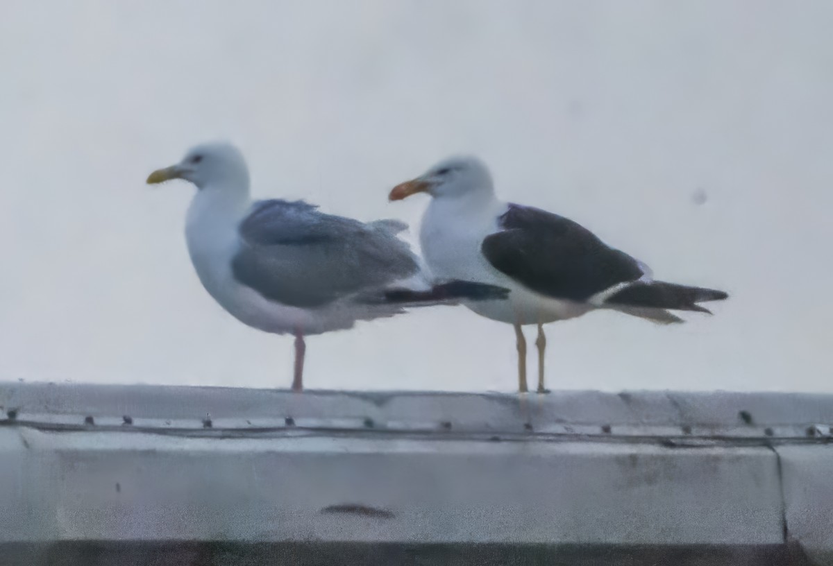 Kelp Gull - ML638312644