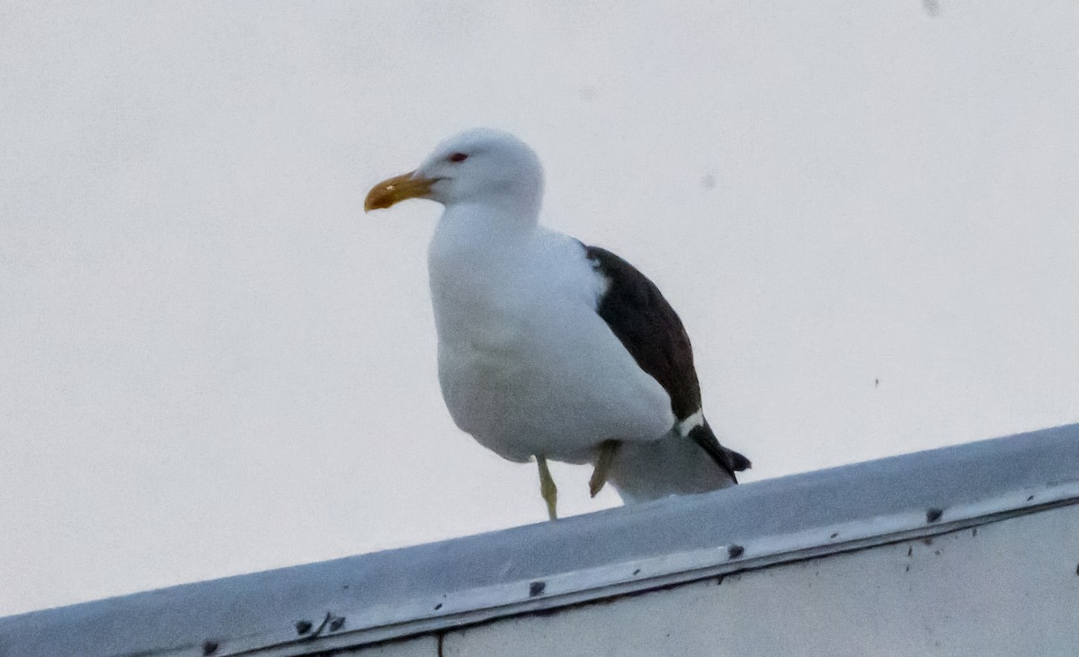 Kelp Gull - ML638312647