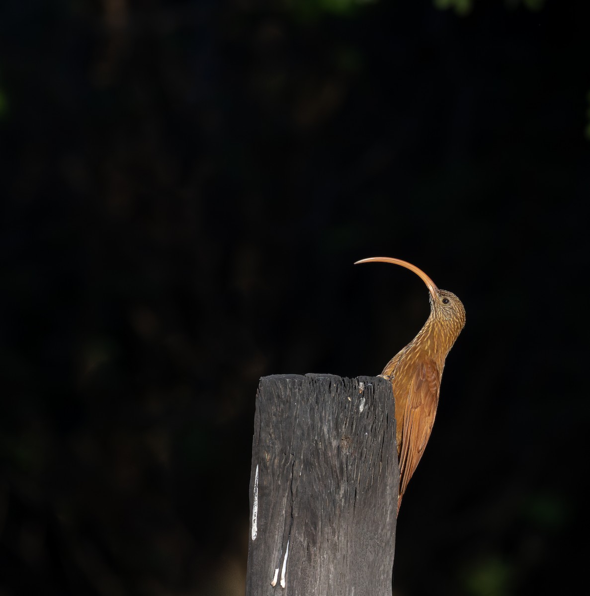 Red-billed Scythebill - ML638312648