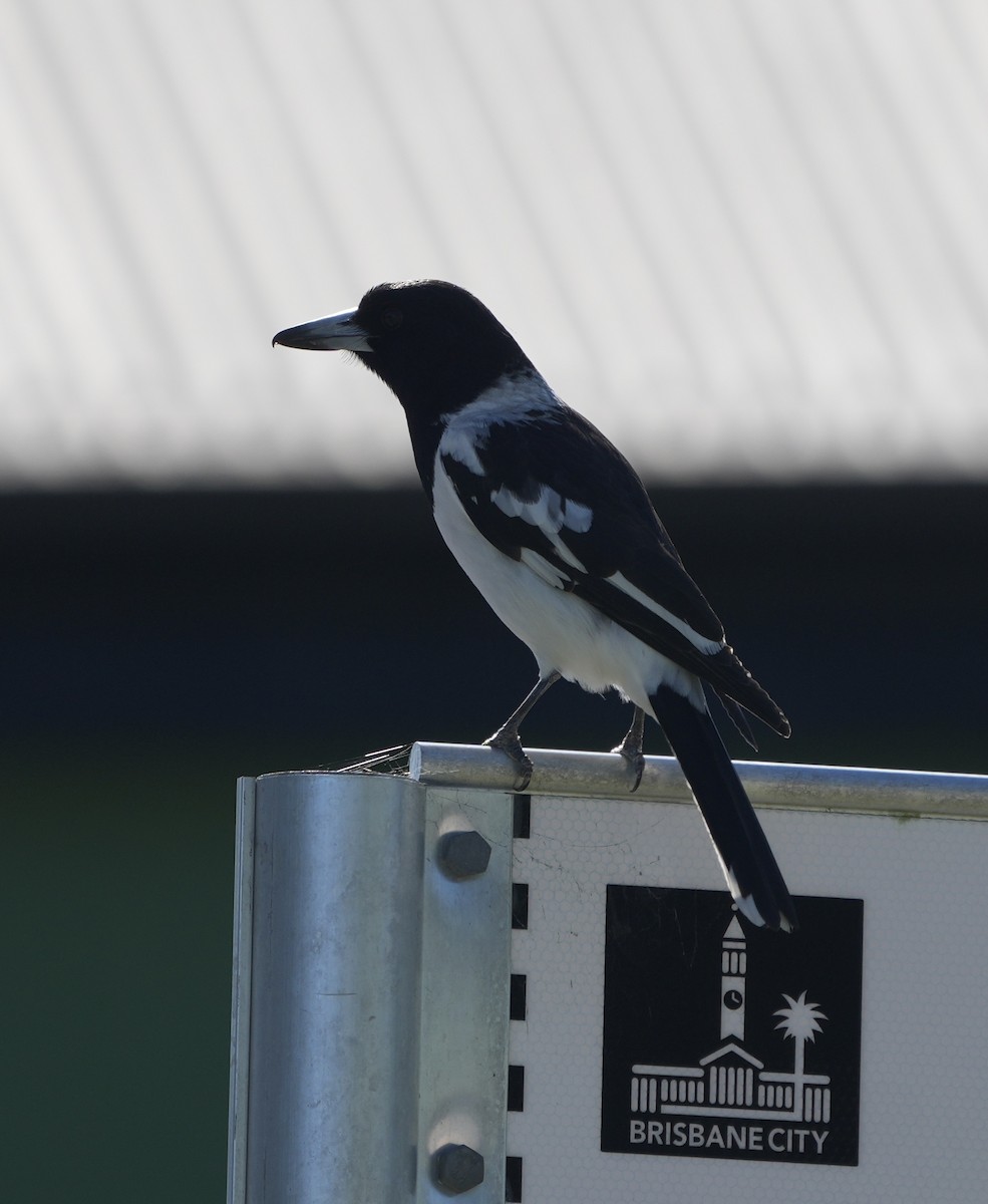 Pied Butcherbird - ML638312649