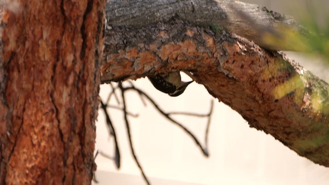 Hairy Woodpecker (Rocky Mts.) - ML638312650