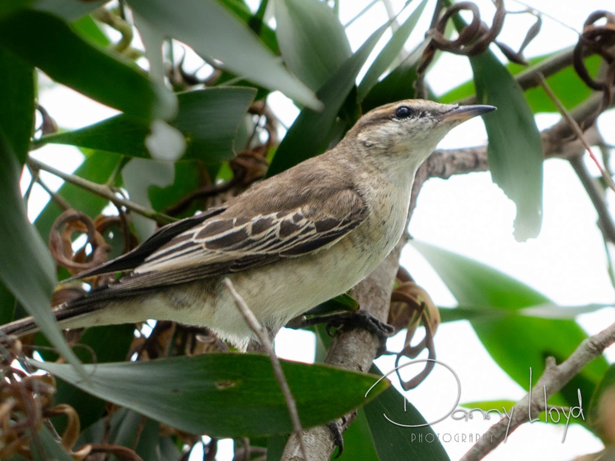 White-winged Triller - ML638312651