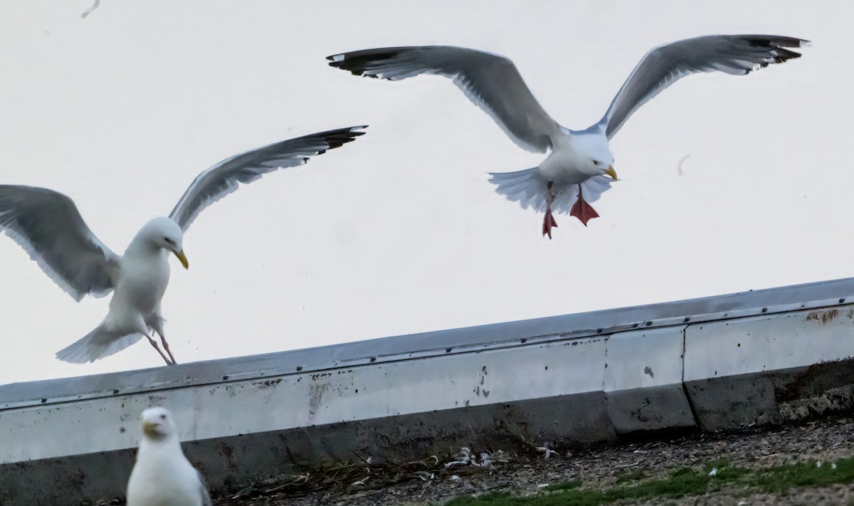 American Herring Gull - ML638312652