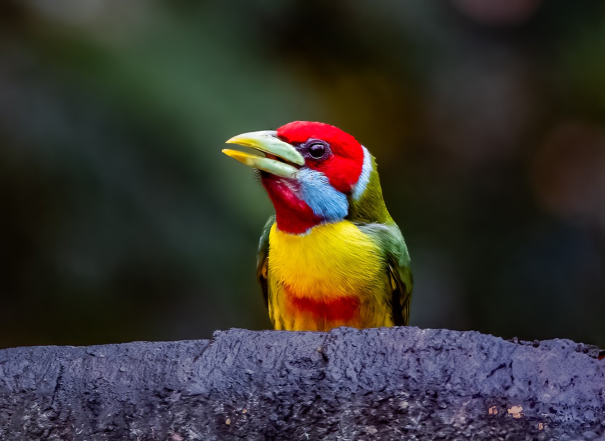 Versicolored Barbet - ML638312653