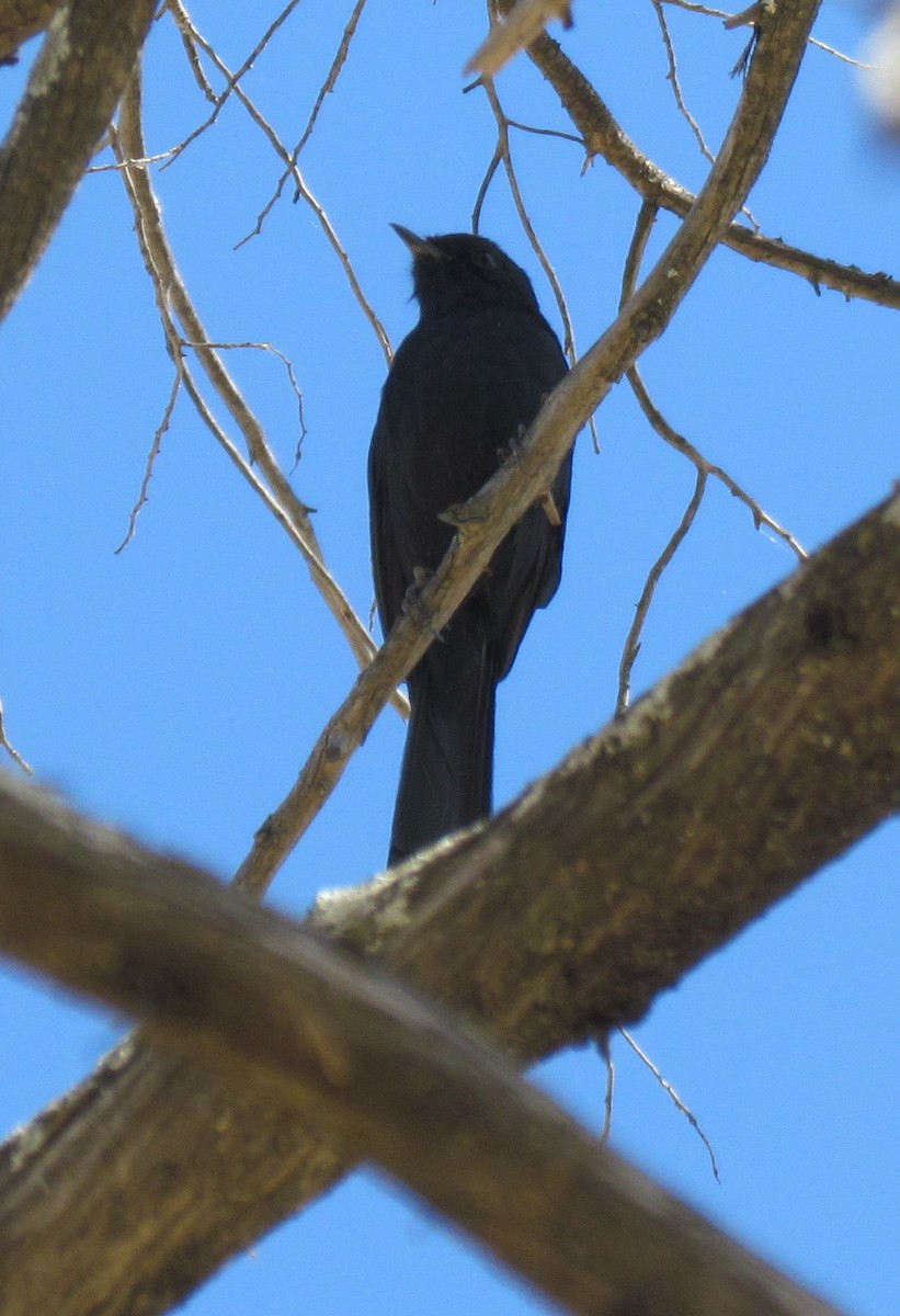 Southern Black-Flycatcher - ML638312655