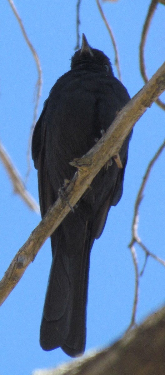 Southern Black-Flycatcher - ML638312656