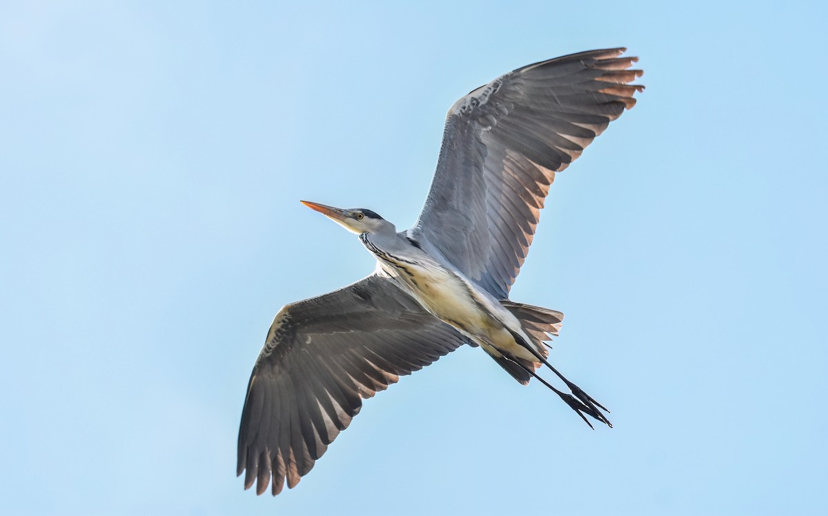 Gray Heron - ML638312659