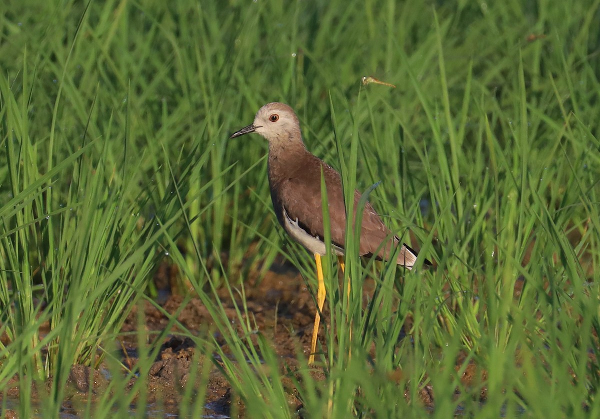 White-tailed Lapwing - ML638312660