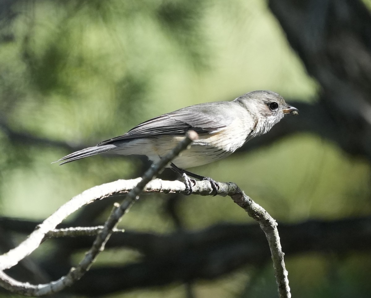 Rufous Whistler - ML638312661