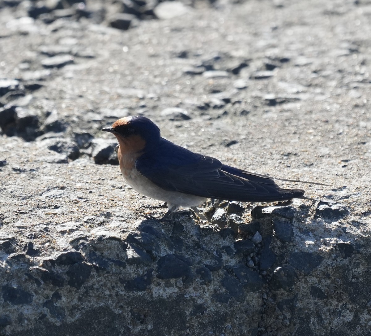 Welcome Swallow - ML638312663