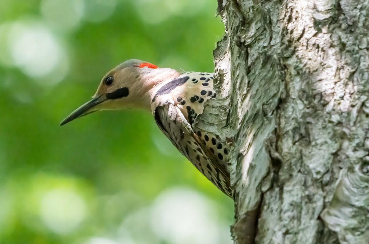 Northern Flicker (Yellow-shafted) - ML638312665